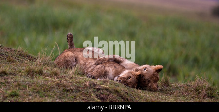 Two cute lion cubs play fighting in the kenyan grassy plains. Stock Photo