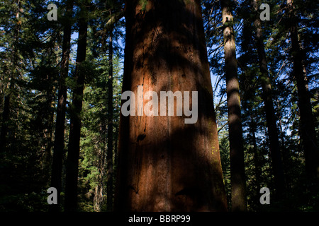 Comparison between Giant Sequoia and pine trees in Yosemite National Park, California. Stock Photo