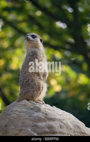 Meerkat Suricata suricatta standing on a rock against vegetation Stock Photo