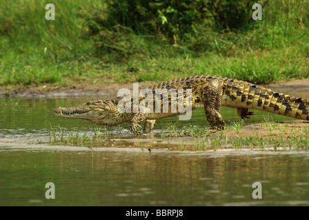 Nile crocodile  -  Crocodylus niloticus Stock Photo