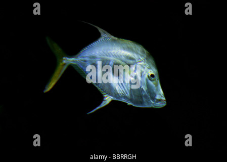 Lookdown Fish, Selene vomer, Carangidae, aka Moonfish, Bluntnose or Jorabado Western Atlantic, Canada, Maine, south to Uruguay. Stock Photo