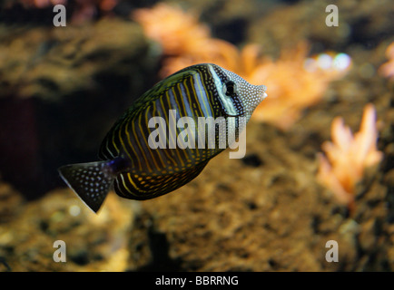 Desjardin's or Red Sea Sailfin Tang, Zebrasoma desjardinii, Acanthuridae Stock Photo
