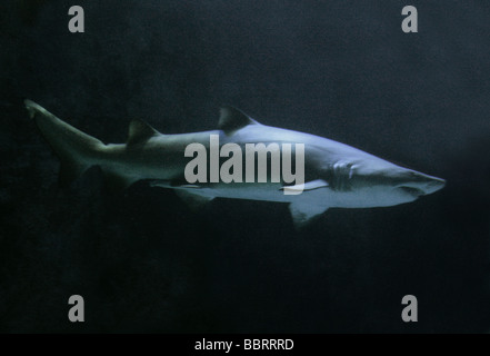 Spotted Ragged Tooth Shark Sand Tiger Shark, Odontaspis taurus, aka Grey Nurse Shark in Australia ...