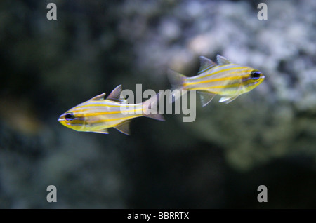 Yellow Striped Cardinal Fish, Apogon cyanosoma, captive Stock Photo - Alamy