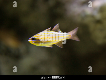 Gold-striped Cardinal Fish, Apogon cyanosoma, Apogonidae, Perciformes.  Tropical Indian Ocean Stock Photo