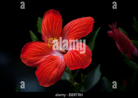 Red Hibiscus flower Molokai Hawaii Stock Photo