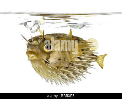 Long spine porcupinefish also know as spiny balloonfish Diodon holocanthus in front of a white background Stock Photo
