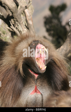 Africa Ethiopia Simien mountains Gelada monkeys Theropithecus gelada Stock Photo