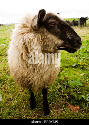 sheep with black head standing and looking sideways to the right Stock Photo