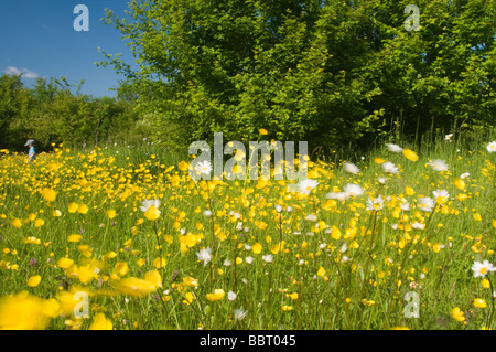 Oxeye daisies ranunculus acris and buttercups leucanthemum vulgare being blown in the wind Stock Photo