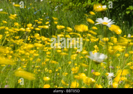 Oxeye daisies ranunculus acris and buttercups leucanthemum vulgare being blown in the wind Stock Photo