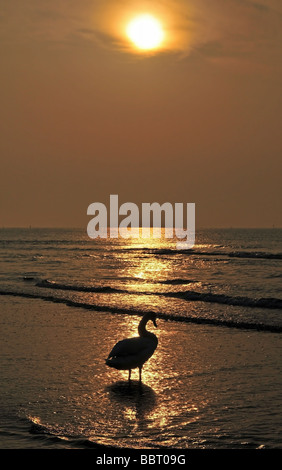 Red sunrise over the Adriatic Sea silhouetting a swan standing on a beach lapped by gentle waves at Lido di Jesolo, North Italy Stock Photo