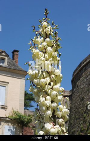 Yucca plant in flower France Stock Photo