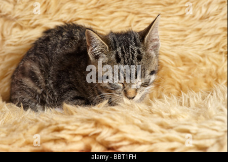 Young tabby kitten crouching lying down sleeping Stock Photo