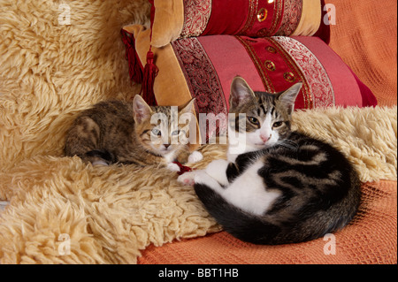 Two kittens cuddled up together on sofa settee sheepskin rug Stock Photo