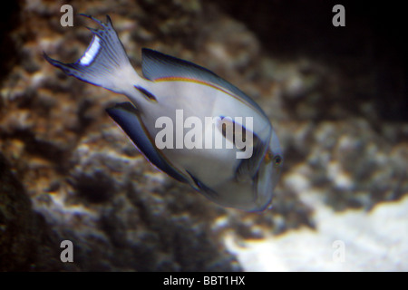 Orangeband Surgeonfish, Orange Striped Surgeonfish, Orange Epaullete Surgeonfish or Orange-shouldered Tang, Acanthurus olivaceus Stock Photo