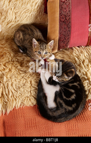 Two kittens cuddled up together on sofa settee sheepskin rug Stock Photo