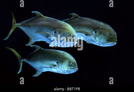 Giant Trevally Fish, Caranx ignobilis, Carangidae, Perciformes Stock Photo