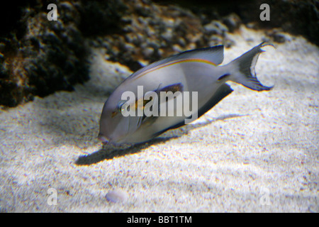 Orangeband Surgeonfish, Orange Striped Surgeonfish, Orange Epaullete Surgeonfish or Orange-shouldered Tang, Acanthurus olivaceus Stock Photo