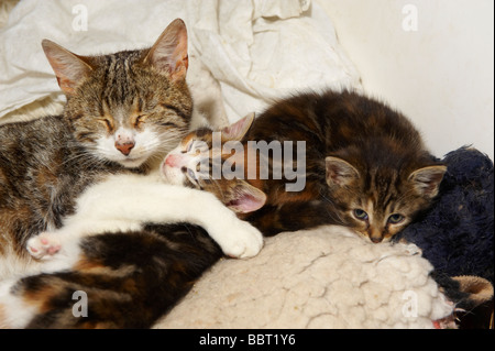 Female cat queen with young kittens in her care Stock Photo