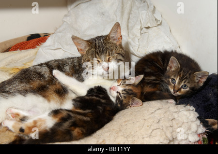 Female cat queen with young kittens in her care Stock Photo