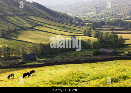 Fields and barns between Thwaite and Muker in early summer. Swaledale, North Yorkshire Stock Photo
