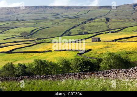 Buttercup filled hay meadows between Thwaite and Muker, Swaledale, North Yorkshire UK Stock Photo