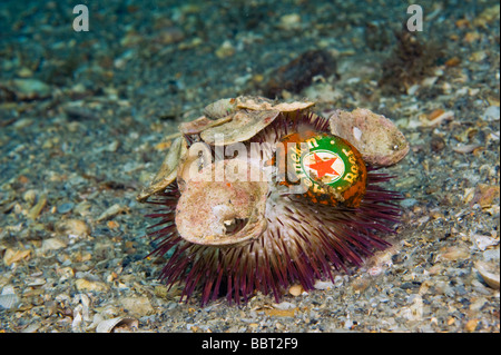 Sea Urchin Lytechinus variegatus with shells and a beer bottle cap or top attached to it Stock Photo