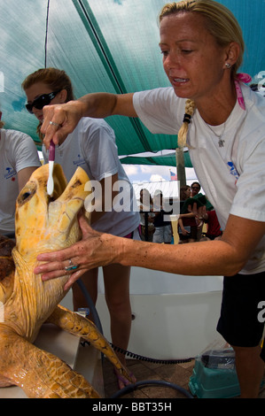 Volunteers at the Loggerhead Marine Life Center in Juno Beach, FL perpare to release a Loggerhead Sea Turtle (Caretta caretta) Stock Photo