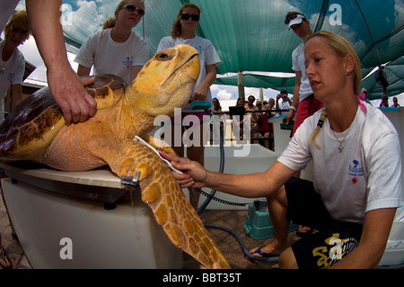 Volunteers at the Loggerhead Marine Life Center in Juno Beach, FL perpare to release a Loggerhead Sea Turtle (Caretta caretta) Stock Photo