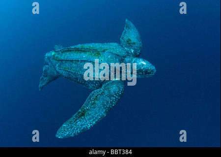 Male Leatherback Sea Turtle (Dermochelys coriacea) photographed in the open ocean offshore Jupiter, Florida, USA Stock Photo