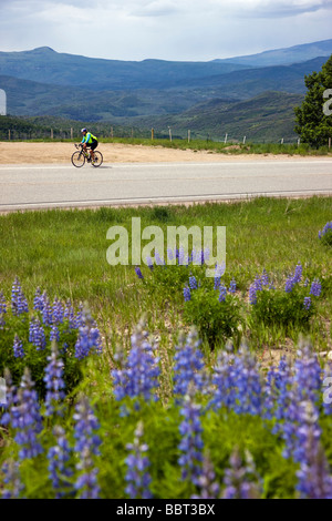 Female cyclist riding on lupin lined Rt 133 and McClure Pass 8755 Maroon Bells Snowmass Wilderness Area Colorado USA Stock Photo