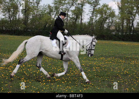 Woman in dressage costume with Warmblood horse Stock Photo