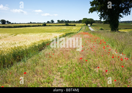 Poppies growing alongside a wheat crop in the famous 'Poppyland of Norfolk' Great Britain Stock Photo