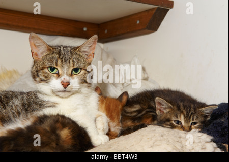 Female cat queen with young kittens in her care Stock Photo