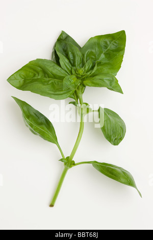 Spinach leaves Stock Photo