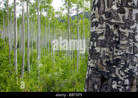 Grafitti on the white bark of an Aspen tree in springtime Independence Pass Road Collegiate Peaks region Pitkin County Colorado Stock Photo