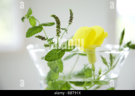 Flower and leaves in a vase Stock Photo