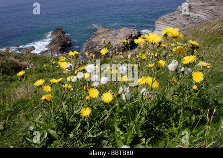 Perennial sow thistle Sonchus arvensis Asteraceae in clifftop grassland UK Stock Photo