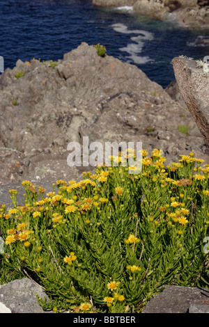 Golden samphire Inula crithmoides Asteraceae UK Stock Photo