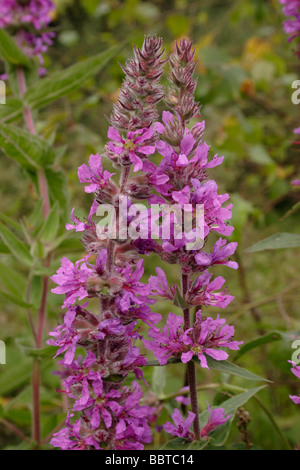 Purple loosestrife Lythrum salicaria Lythraceae UK Stock Photo