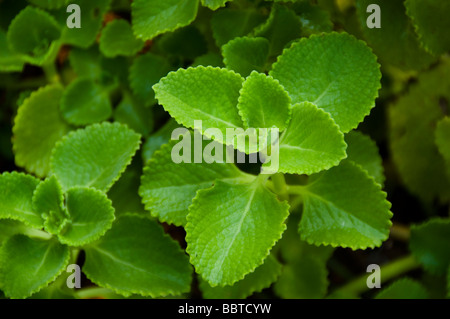 Medicinal plant Indian Country Borage or  Coleus amboinicus India, Kerala Stock Photo