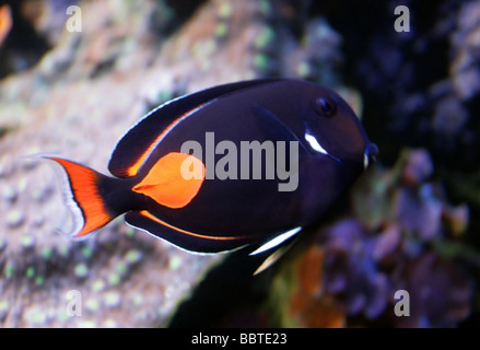 Achilles Tang or Surgeonfish, Acanthurus achilles, Acanthuridae Stock Photo