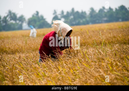 Farming india Stock Photo