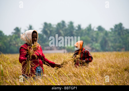 India, harvesting Stock Photo