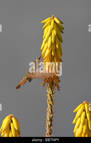 Ruby topaz Hummingbird Chrysolampis mosquitus female feeding on a Common Aloe Aloe barbadensis Stock Photo