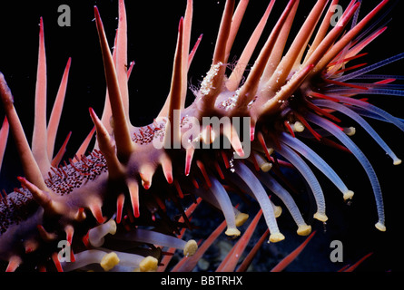 Arm and tubed feet of Crown of Thorns Starfish at night Egypt Red Sea Stock Photo