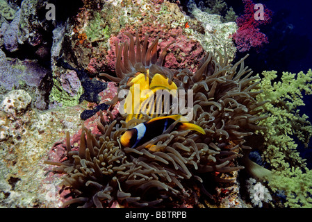 Magnificent Sea Anemone eating Striped Butterflyfish as Clownfish rest in tentacles