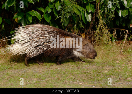 Indian Crested Porcupine Hystrix indica Stock Photo