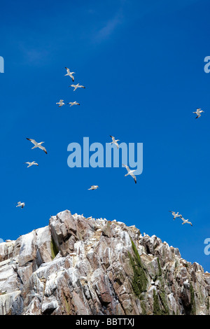 Gannets (Sulidae) flying over cliffs, Ireland Stock Photo